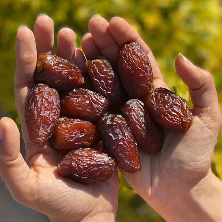 خرما پیارم جهرم با بافت نیمه خشک و ظاهر یکدست